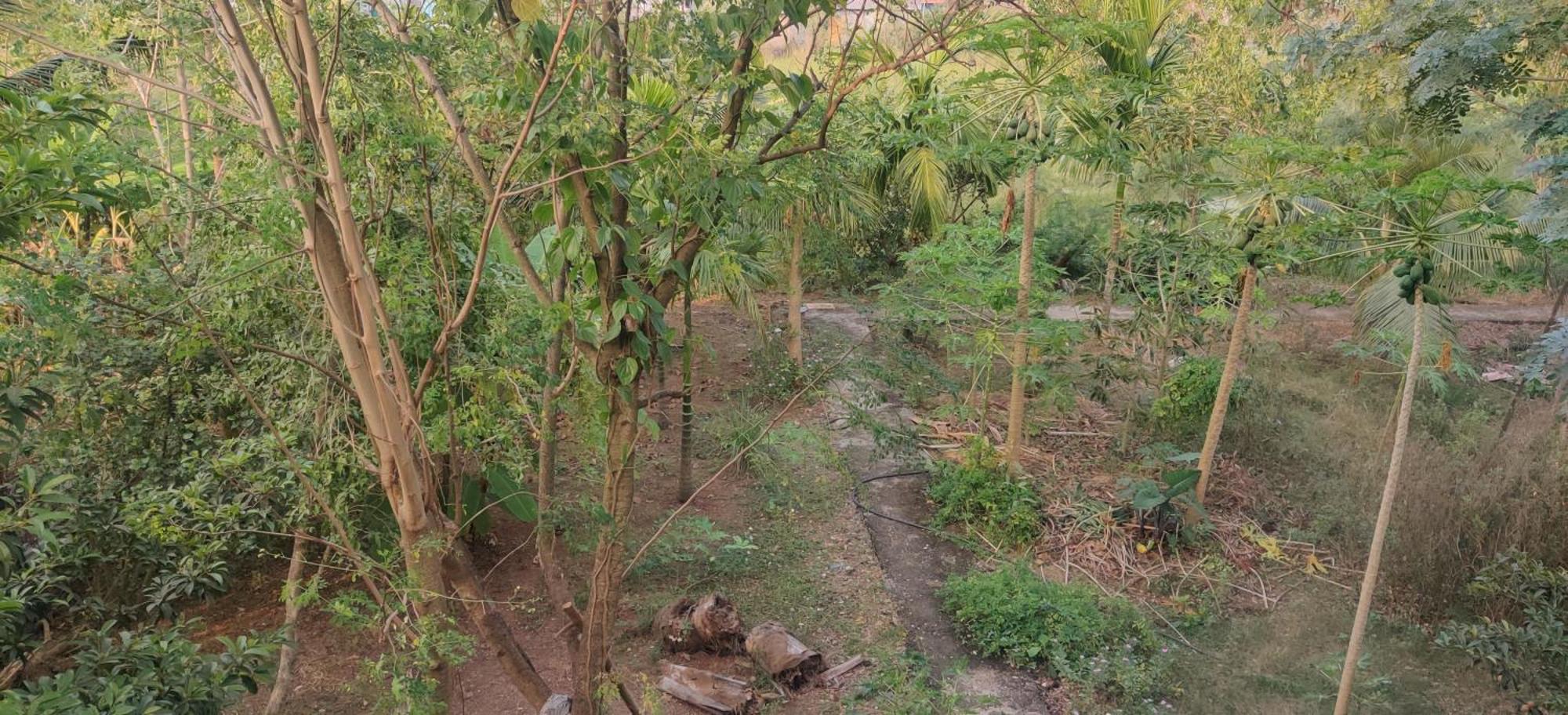 Gulmohar Cottages - Home Stay In อลีบาก ภายนอก รูปภาพ